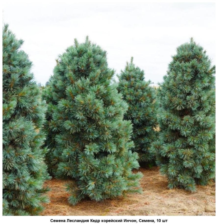 Сосна веймутова fastigiata