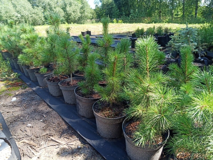 Сеянцы кедра сибирского