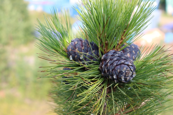 Сосна кедровая сибирская/pinus sibirica