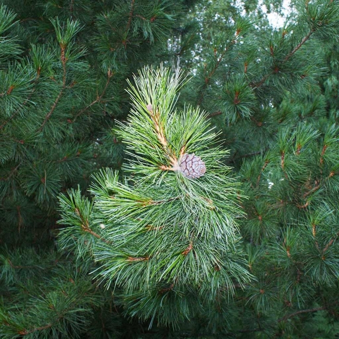 Сосна кедровая pinus sibirica