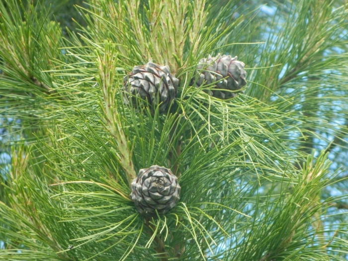 Сибирский кедр (pinus sibirica du tour)