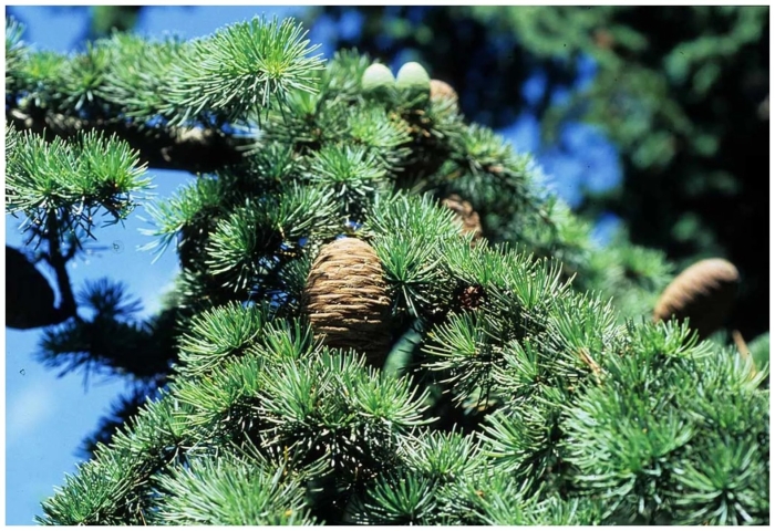 Кедр атласский ливанский