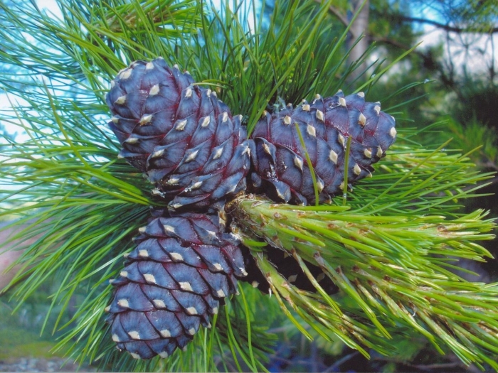 Кедр сибирский pinus sibirica