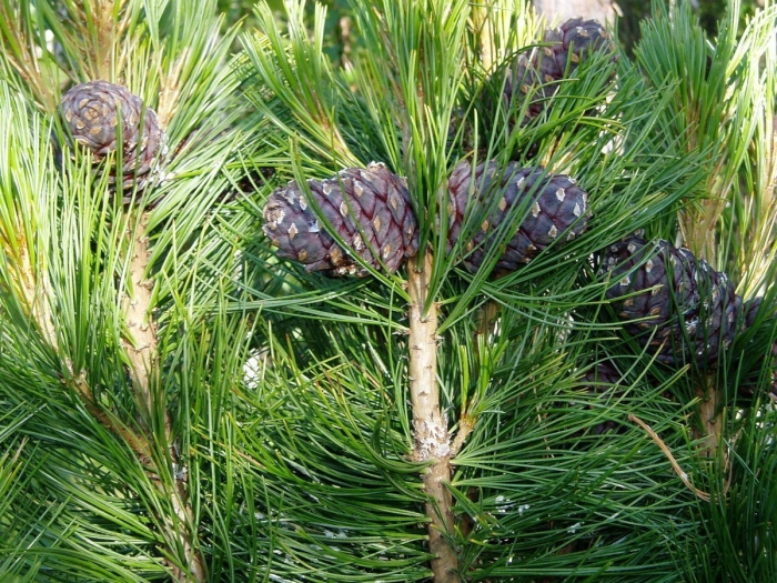 Сибирский кедр (pinus sibirica du tour)