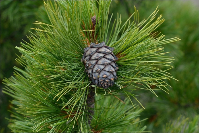 Сибирский кедр (pinus sibirica du tour)