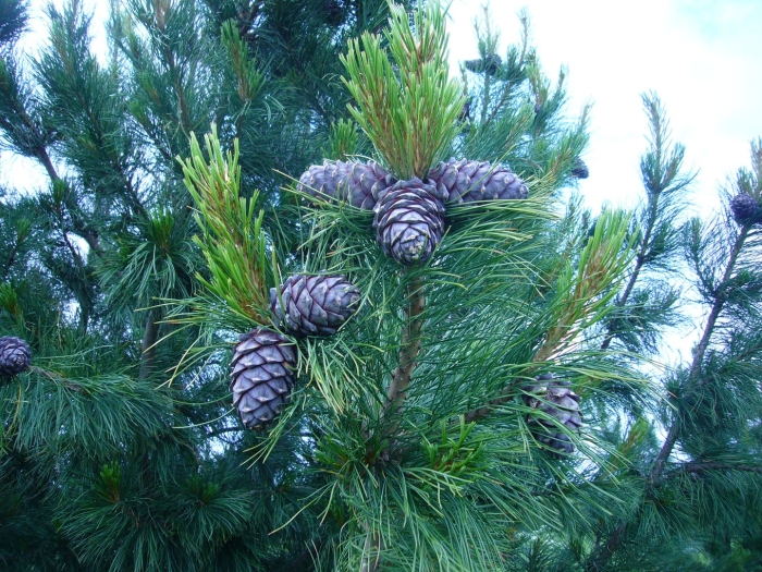 Сосна сибирская кедровая