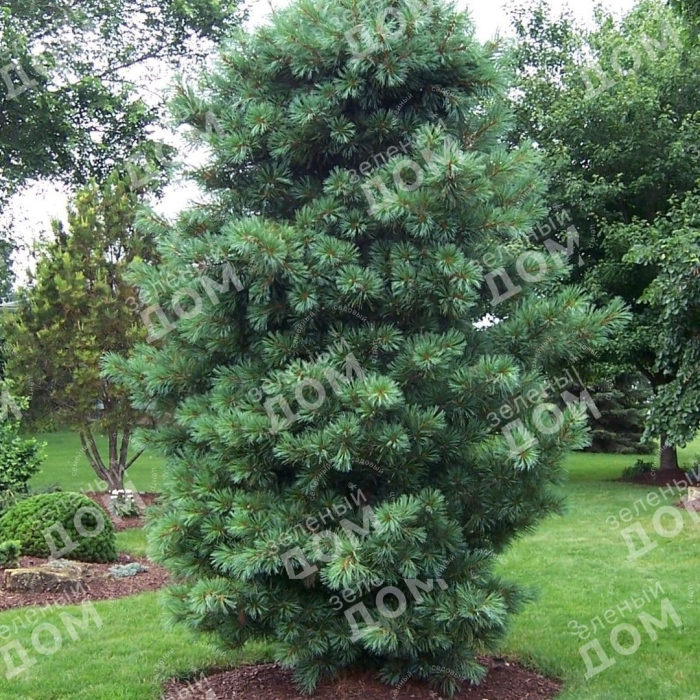 Сосна кедровая корейская