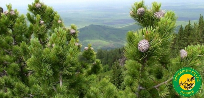 Сибирский кедр в тайге