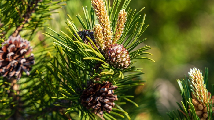 Сосна обыкновенная шишки и хвоинки