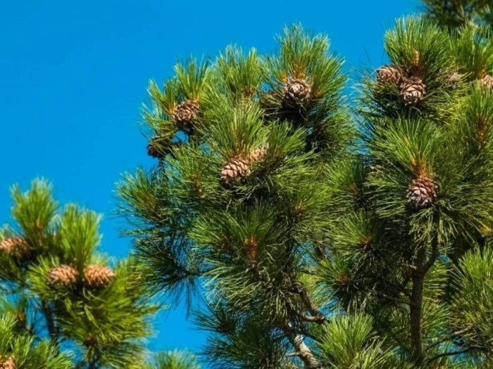 Сосна кедровая сибирская хвоя