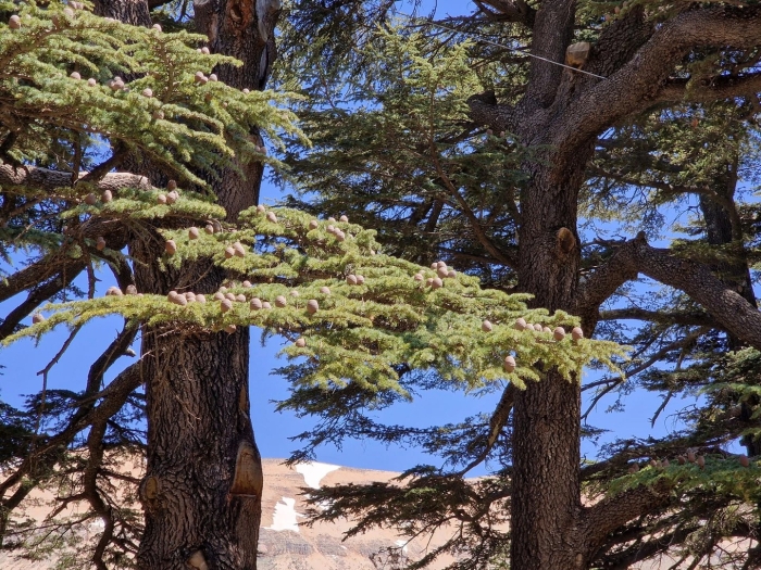 Ливанский кедр тбилиси