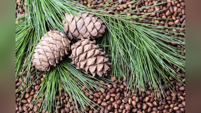 Кедр сибирский кедревет