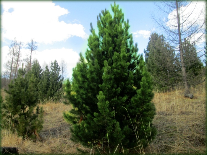 Кедровая сосна сибирская