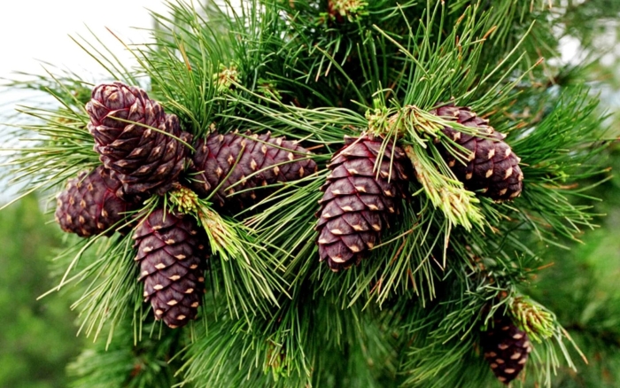 Сосна сибирская кедр сибирский