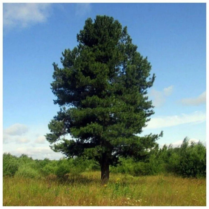 Сосна обыкновенная pinus sylvestris
