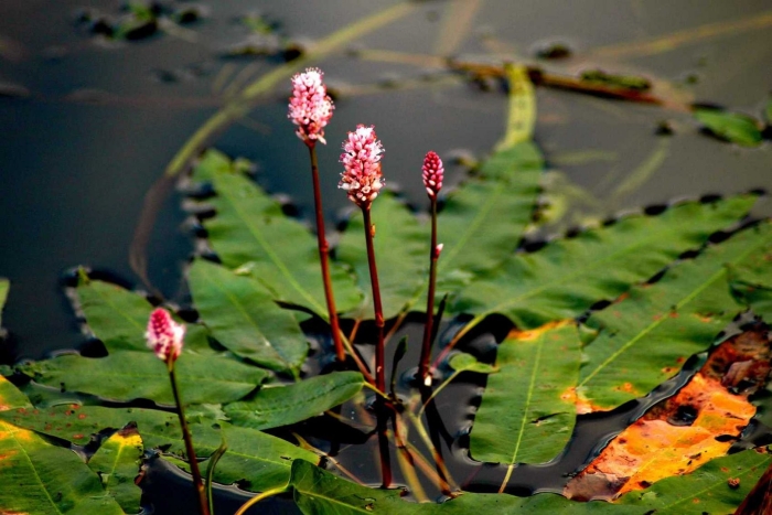 Polygonum amphibium – горец земноводный