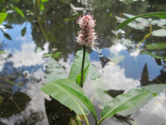 Горец земноводный (persicaria)