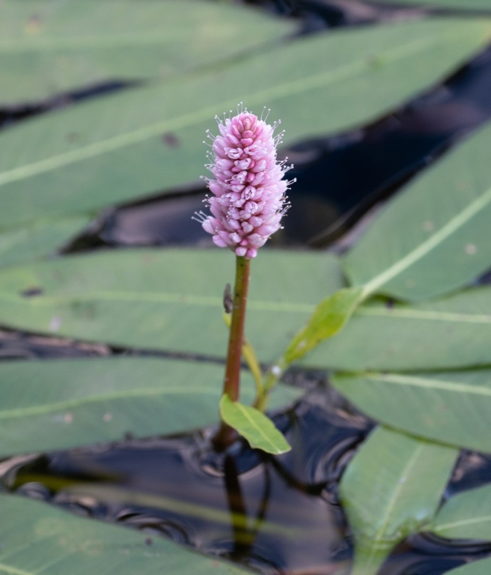 Горец земноводный (persicaria)