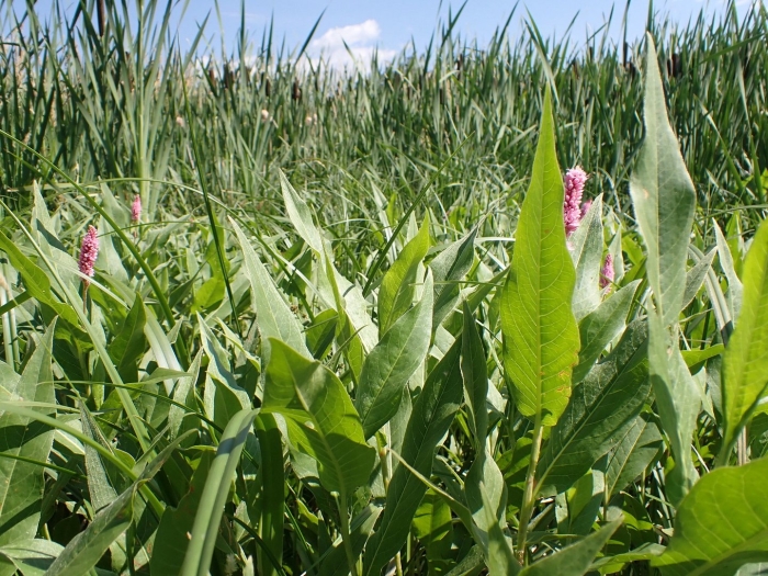 Горец земноводный (persicaria)