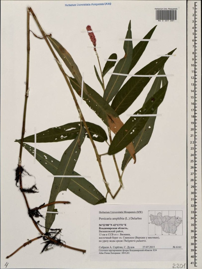 Горец перечный - polygonum hydropiper