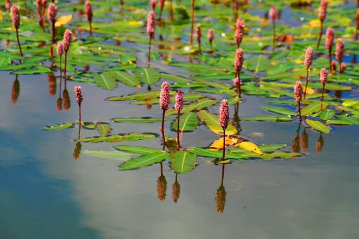 Горец земноводный (persicaria amphibia)