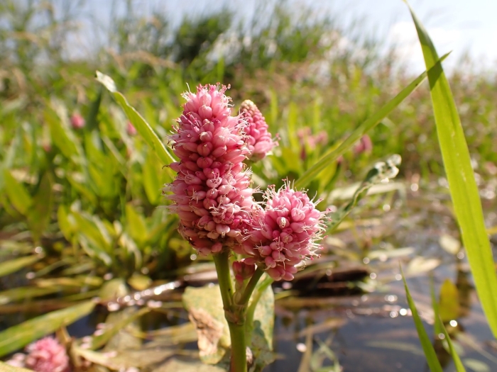 Polygonum amphibium
