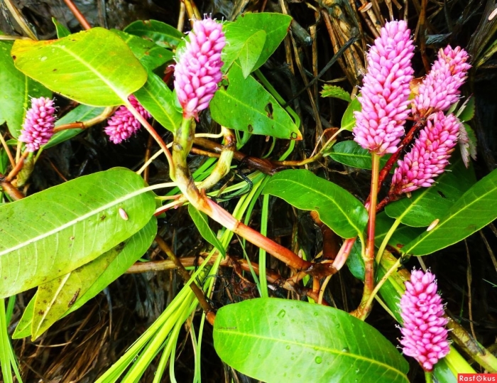 Горец земноводный (persicaria)