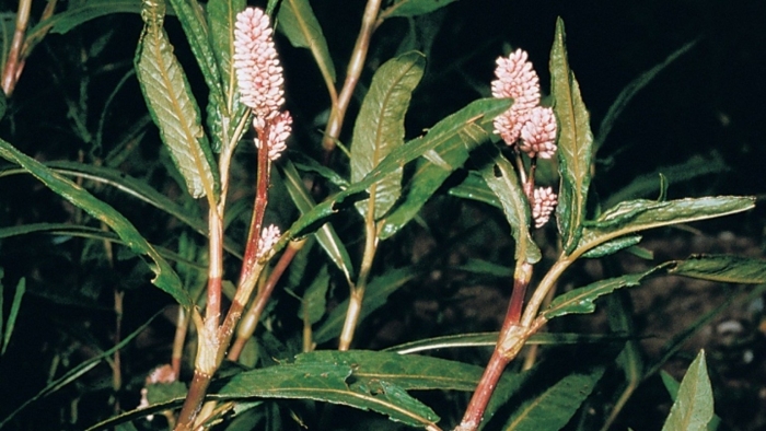 Горец земноводный (persicaria)