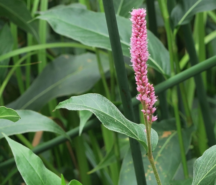 Persicaria amplexicaulis