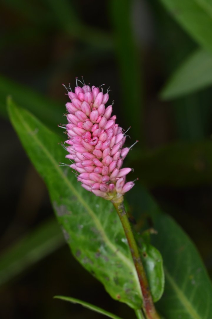 Горец земноводный (persicaria)