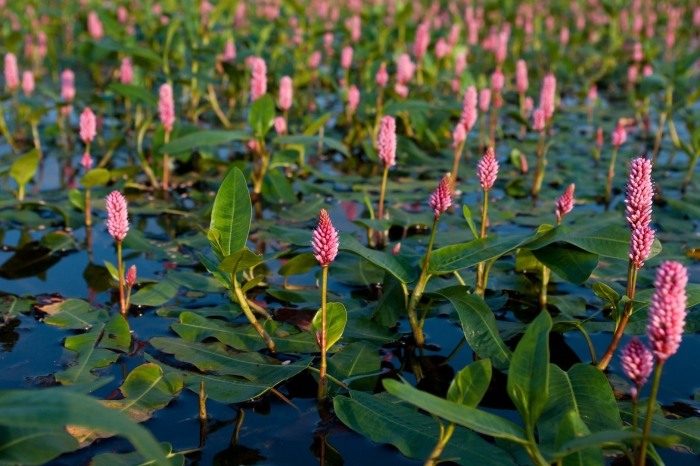 Горец земноводный (persicaria amphibia)