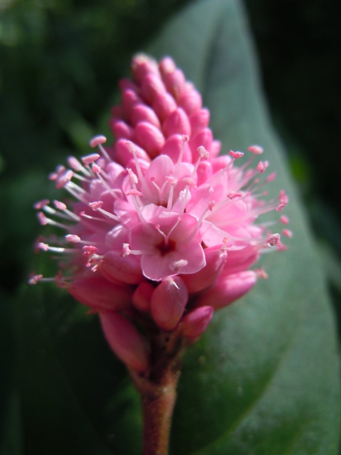 Polygonum amphibium – горец земноводный