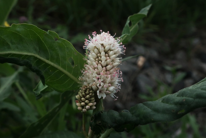 Persicaria affinis