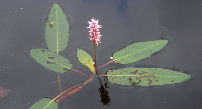 Горец земноводный - polygonum amphibium l