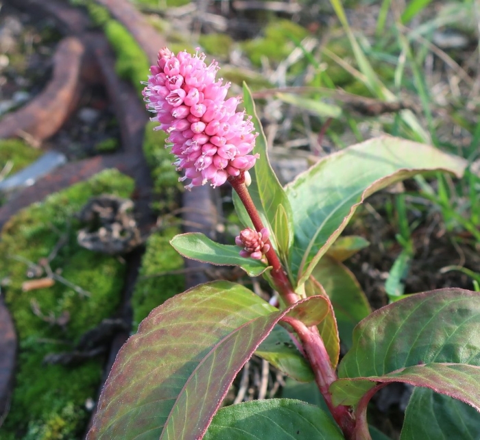 Горец земноводный (persicaria)