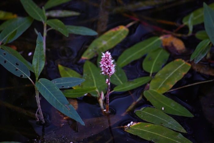 Горец земноводный (persicaria)