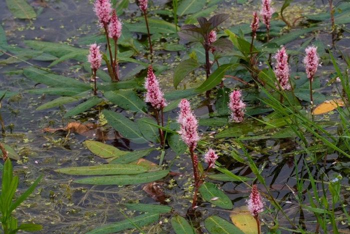 Горец земноводный (persicaria)