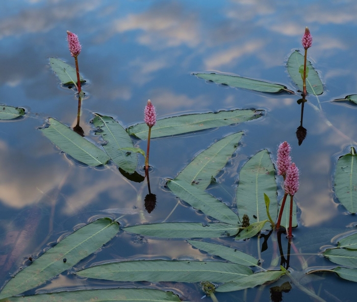 Горец земноводный (persicaria amphibia)