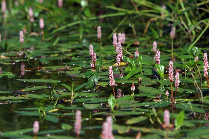 Горец земноводный (persicaria amphibia)