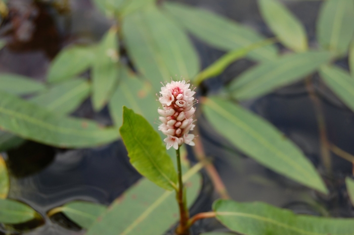 Polygonum amphibium – горец земноводный