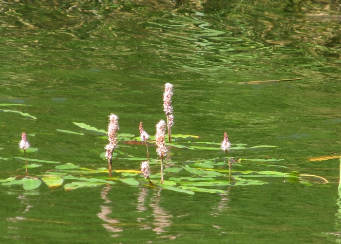 Озеро жёлтое курская область