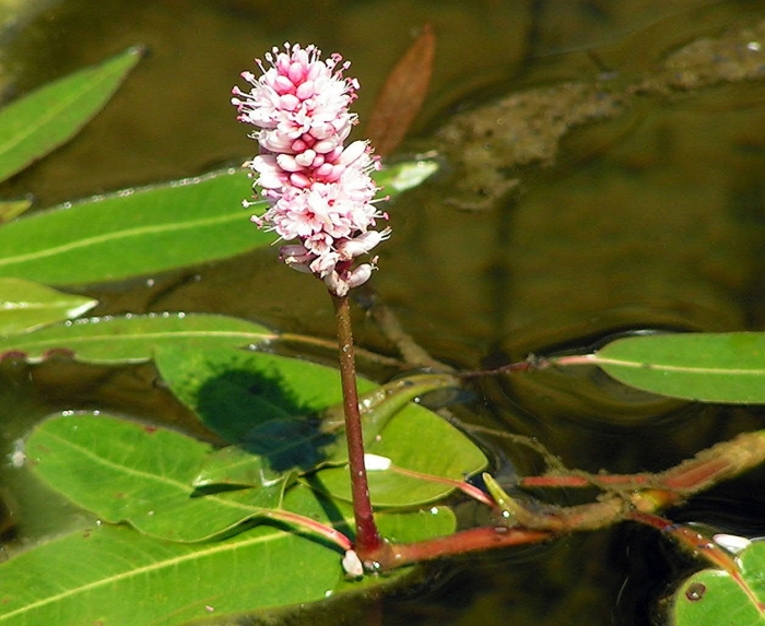 Polygonum amphibium – горец земноводный