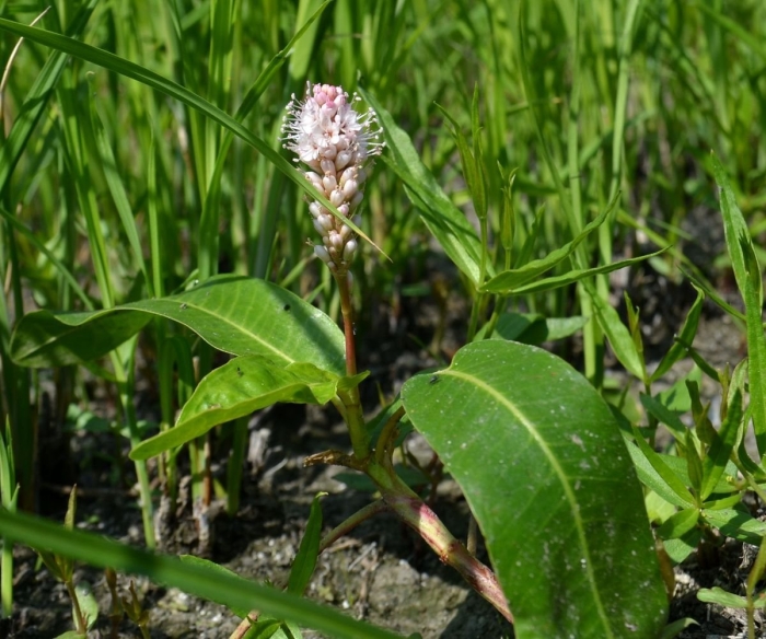 Polygonum amphibium – горец земноводный