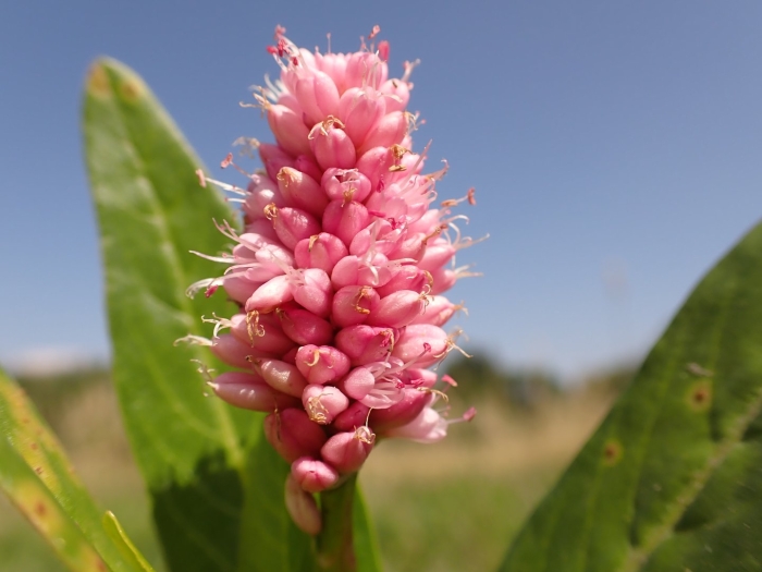 Polygonum amphibium – горец земноводный