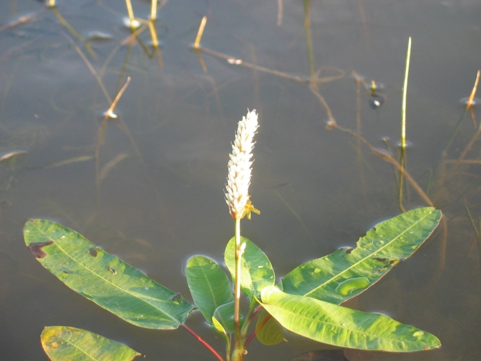 Polygonum persicaria