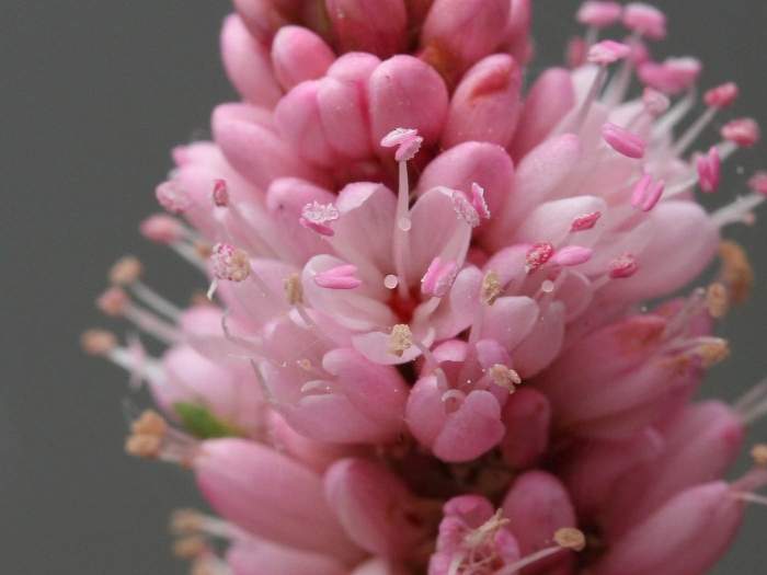 Гречиха земноводная