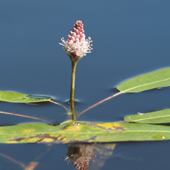 Polygonum amphibium – горец земноводный