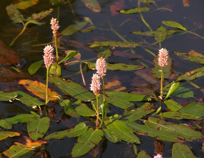 Горец земноводный (persicaria amphibia)
