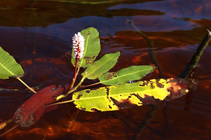 Polygonum amphibium – горец земноводный