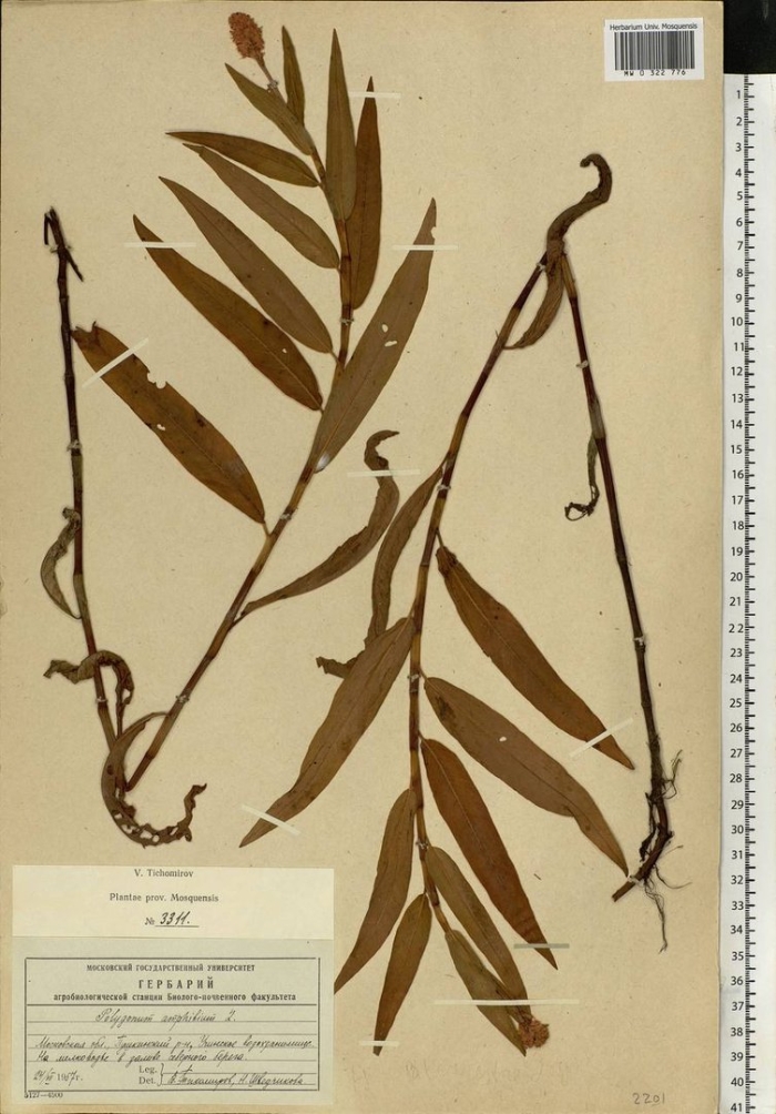 Ива остролистная верба